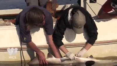 Rare Sand Tiger Shark Nursery Found
